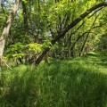 The Impact of Agriculture on Plant Conservation Efforts in Anoka County, MN