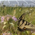 The Devastating Consequences of Neglecting Plant Conservation in Anoka County, MN