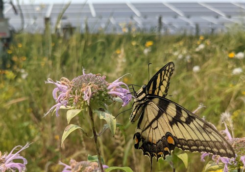 The Devastating Consequences of Neglecting Plant Conservation in Anoka County, MN