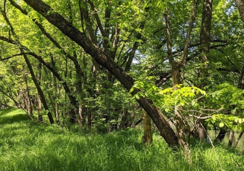 Plant Conservation Efforts in Anoka County, MN: How Individuals Can Make a Difference