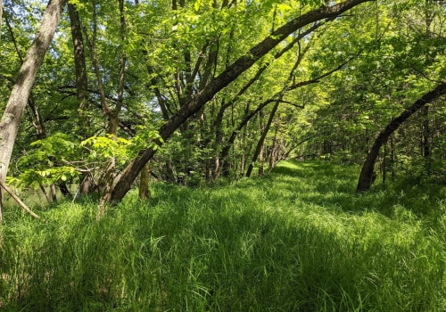 The Laws and Regulations of Plant Conservation in Anoka County, MN